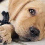 Puppy Adelle
