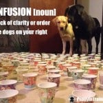Dog Confusion