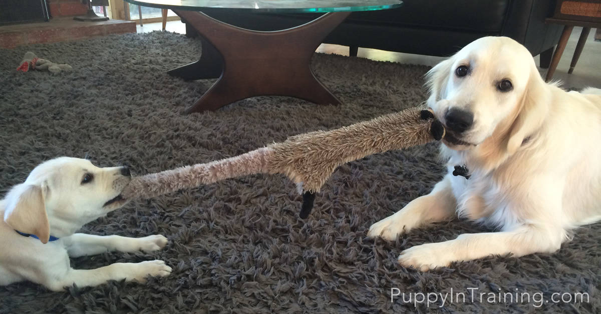Dog vs Puppy - Puppy In Training