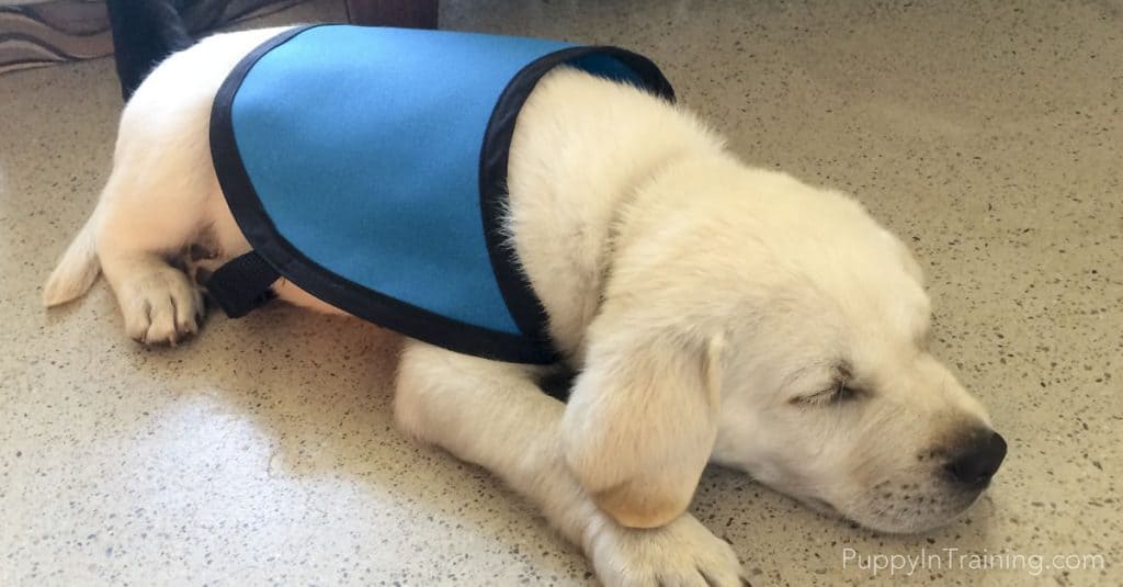 How Can I Adopt A Retired Service Dog or Failed Guide Dog? Puppy In