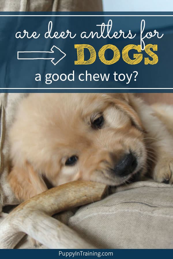 antler chews are they safe for your dog