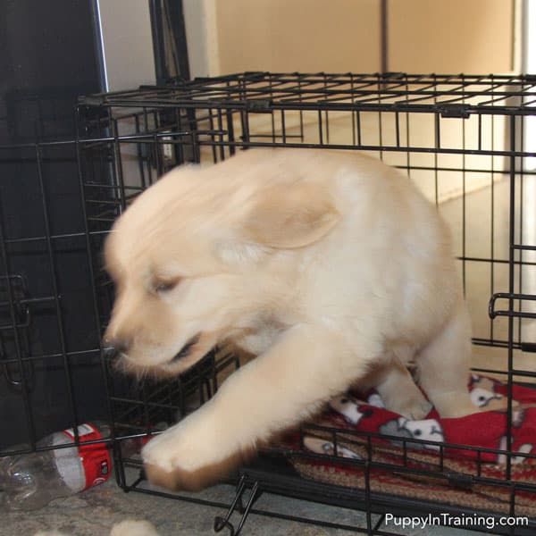 My puppy cries all shop night in the crate