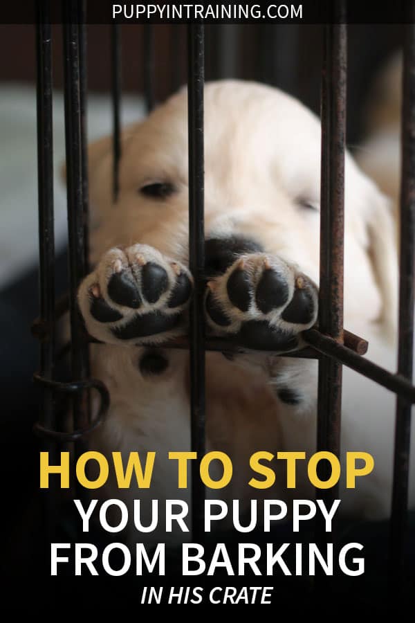 how to get a dog to stop barking in the crate