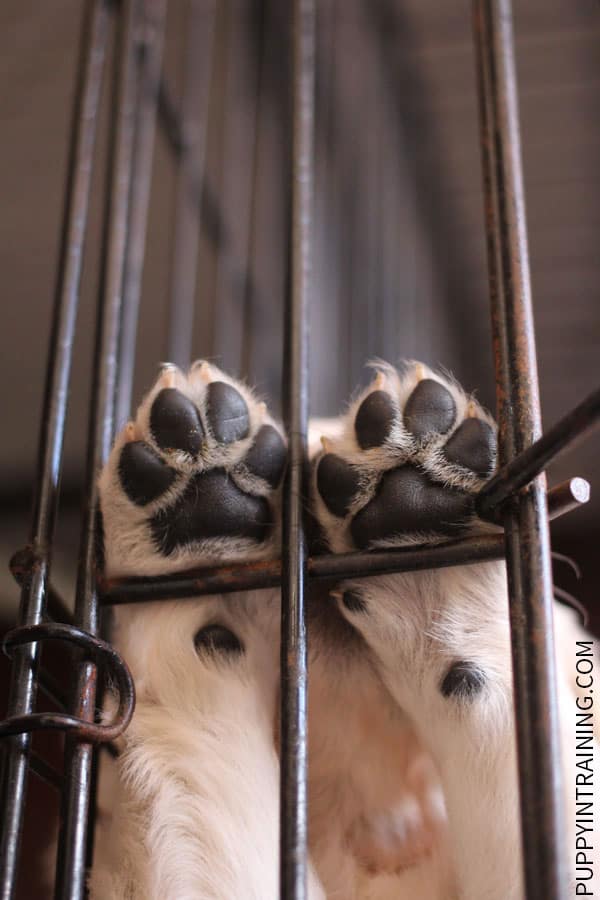 How To Stop A Puppy From Barking In His Crate At Night Puppy In Training