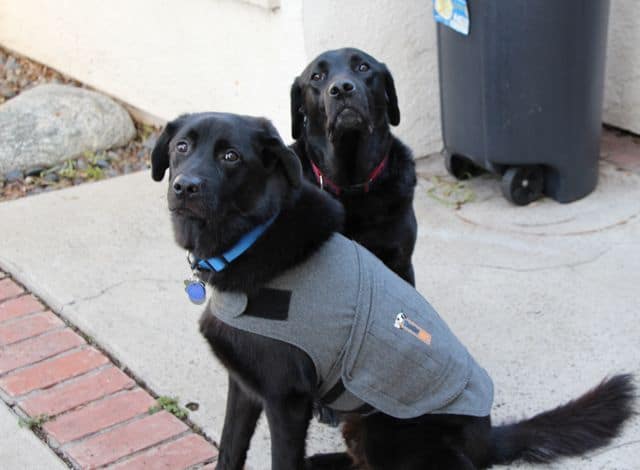 do thunder coats for dogs work