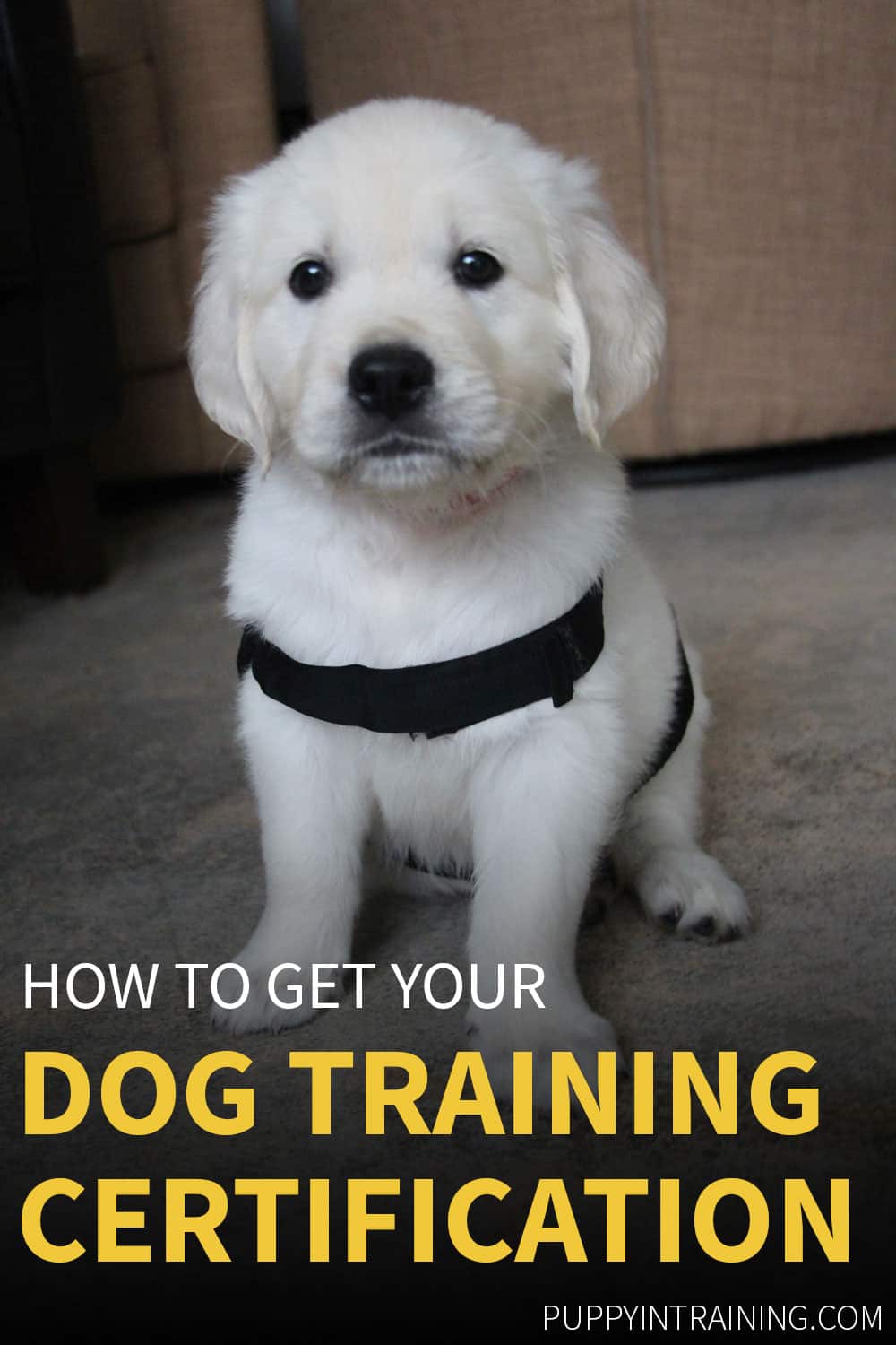 what age does puppy training start