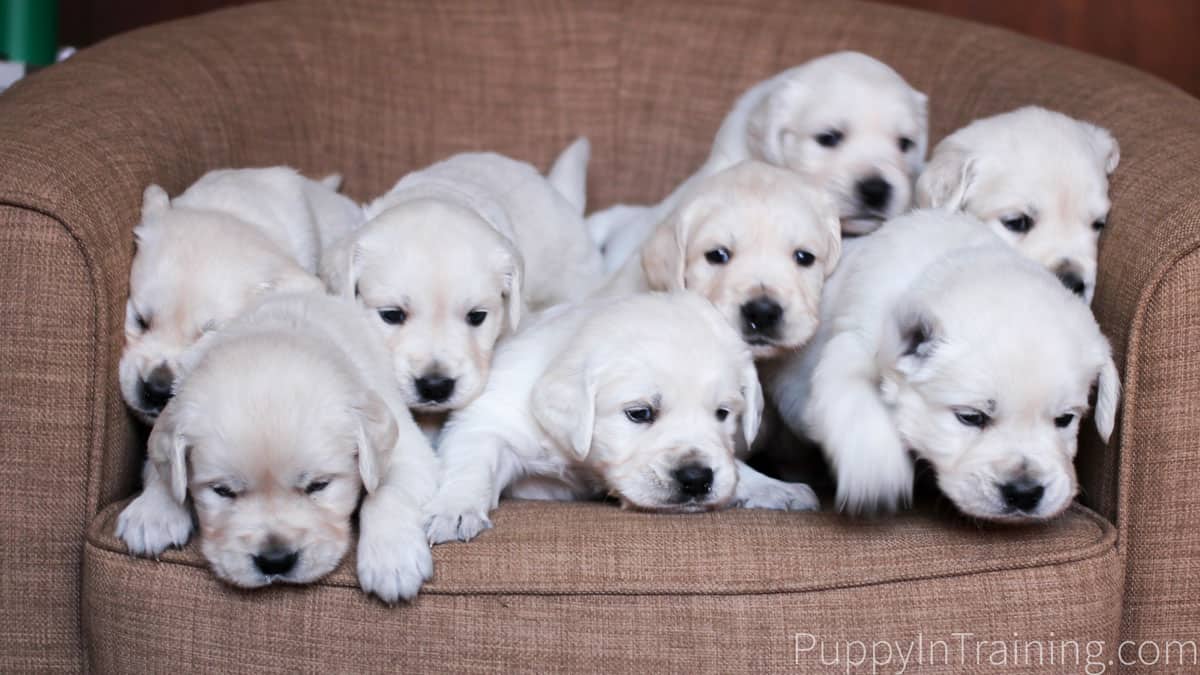 English Cream Golden Retriever Puppies From Newborn To 8 Weeks Old Puppy In Training