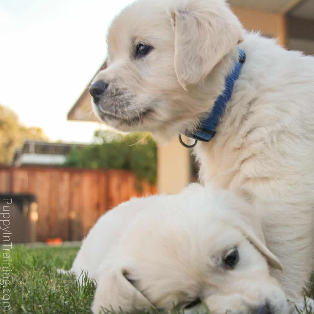 Old english best sale golden retriever