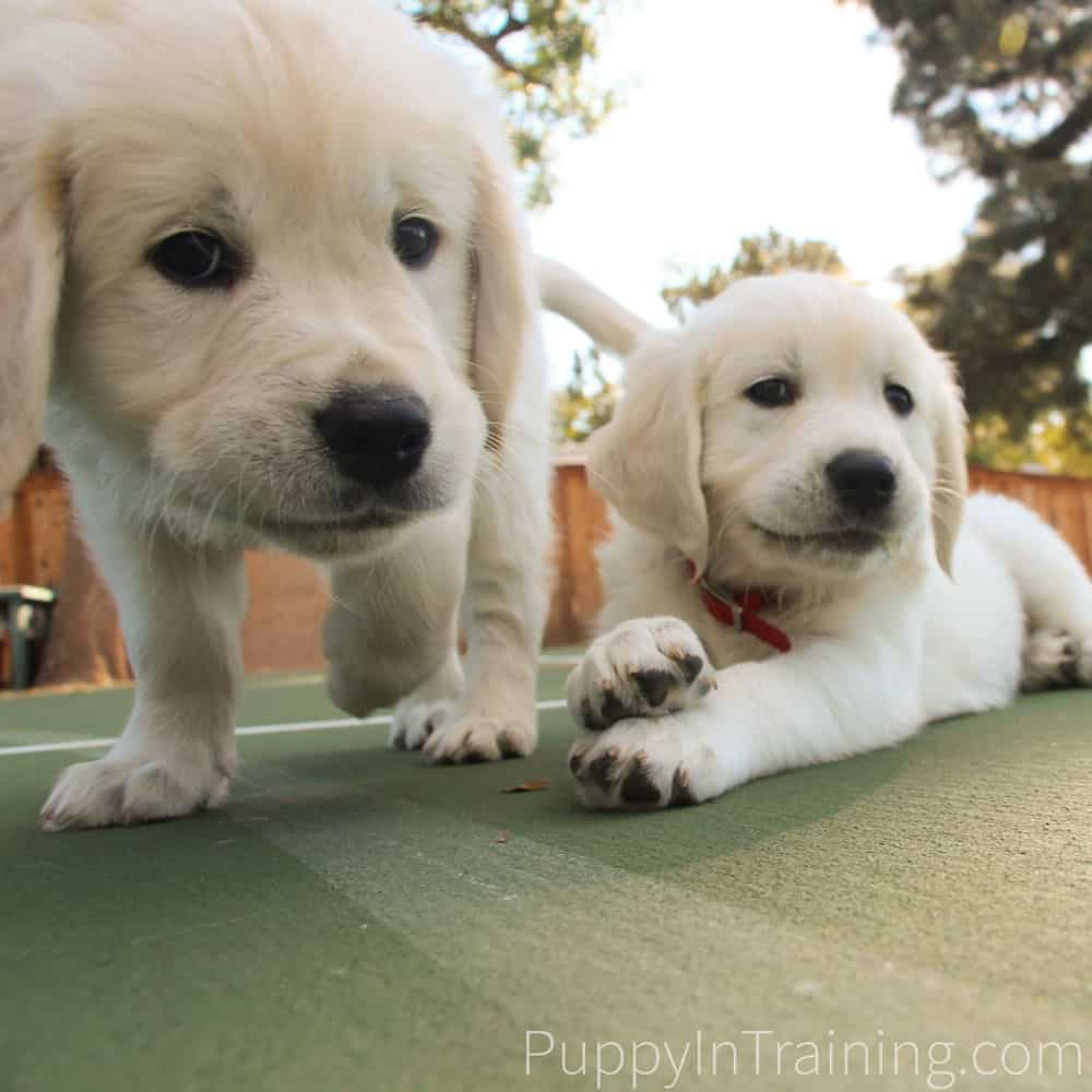 Golden retriever puppy 8 best sale weeks old