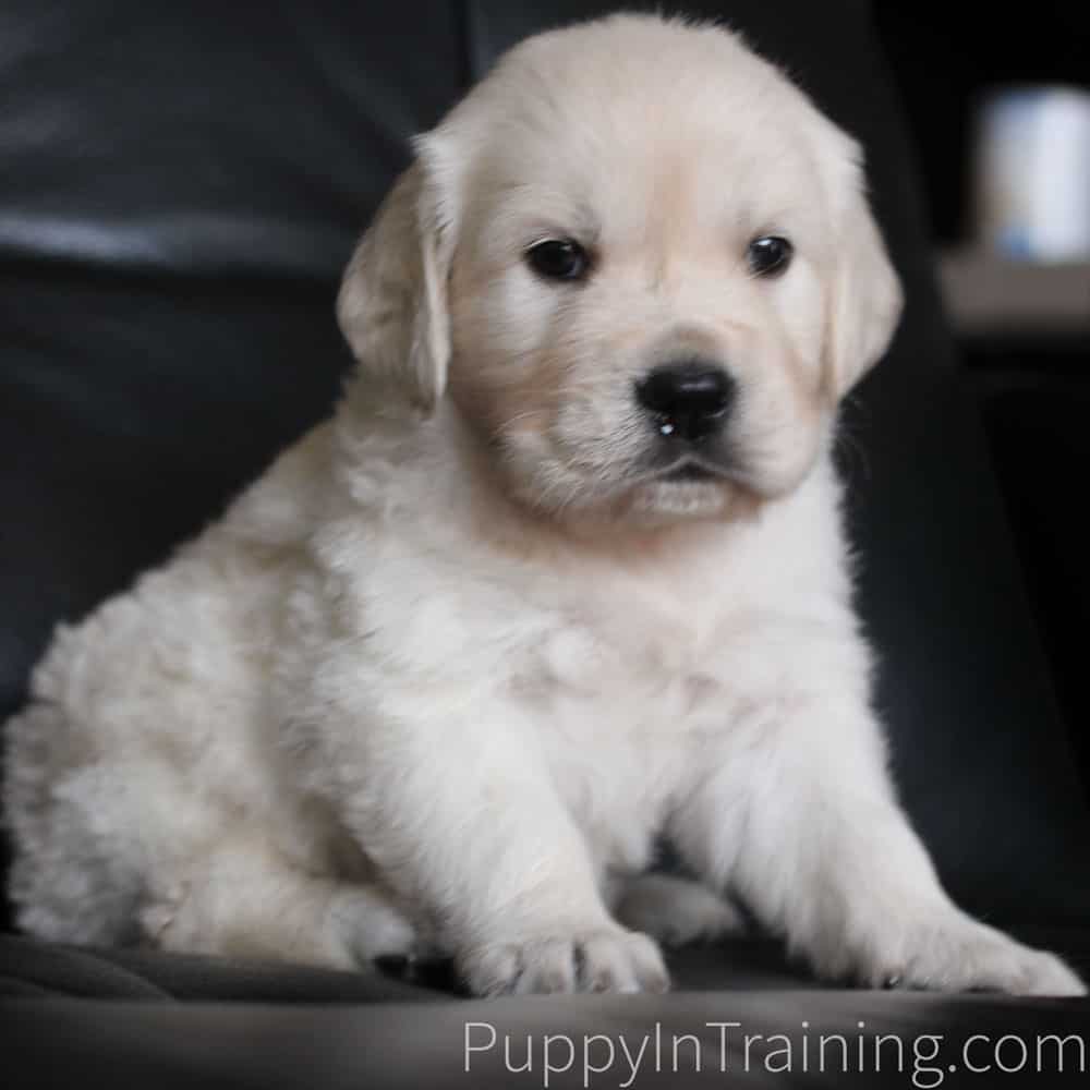 8 week old english cream hot sale golden retriever