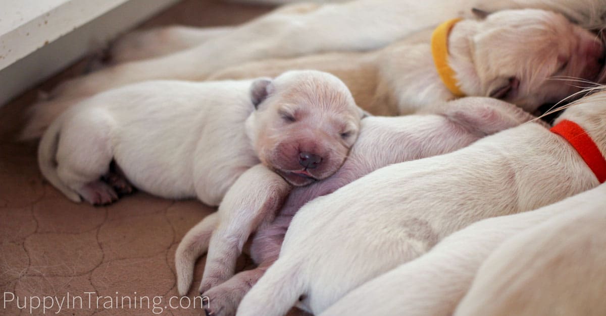 Newborn store golden retriever