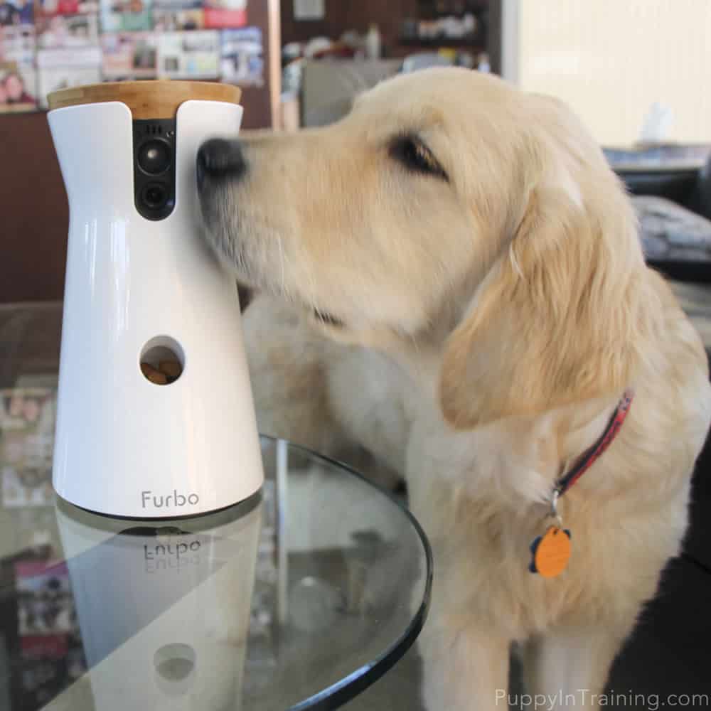 A First Look Furbo Dog Camera Review Puppy In Training