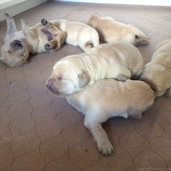 4 week best sale old golden retriever