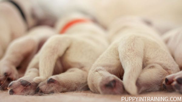 I Made A Newborn Photoshoot With A Golden Retriever Puppy (7 Pics)