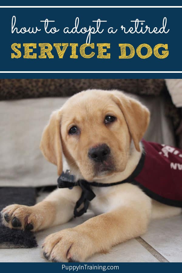 How Can I Adopt A Retired Service Dog 