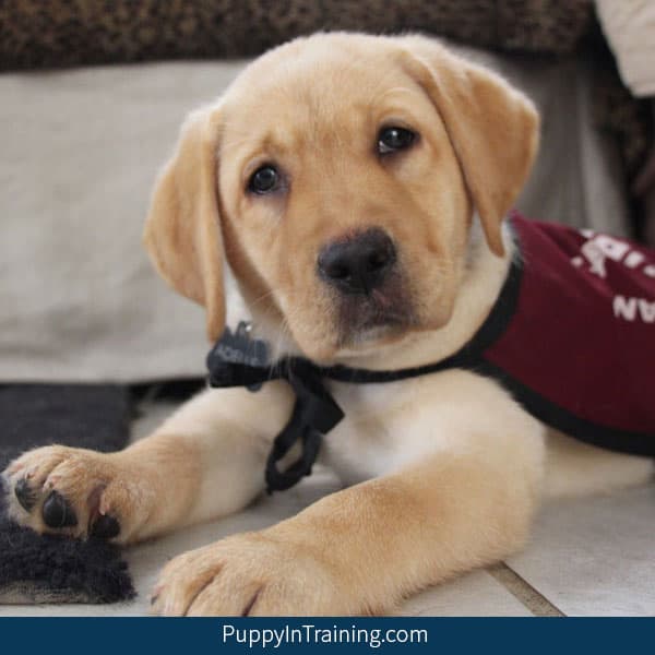 Labrador retriever service dog hot sale adoption