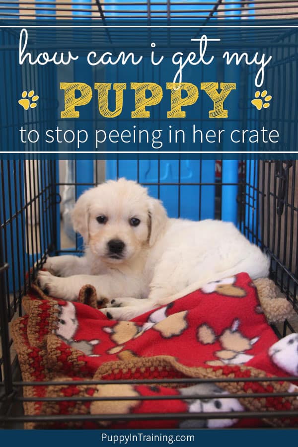 Stop puppy 2025 peeing in crate