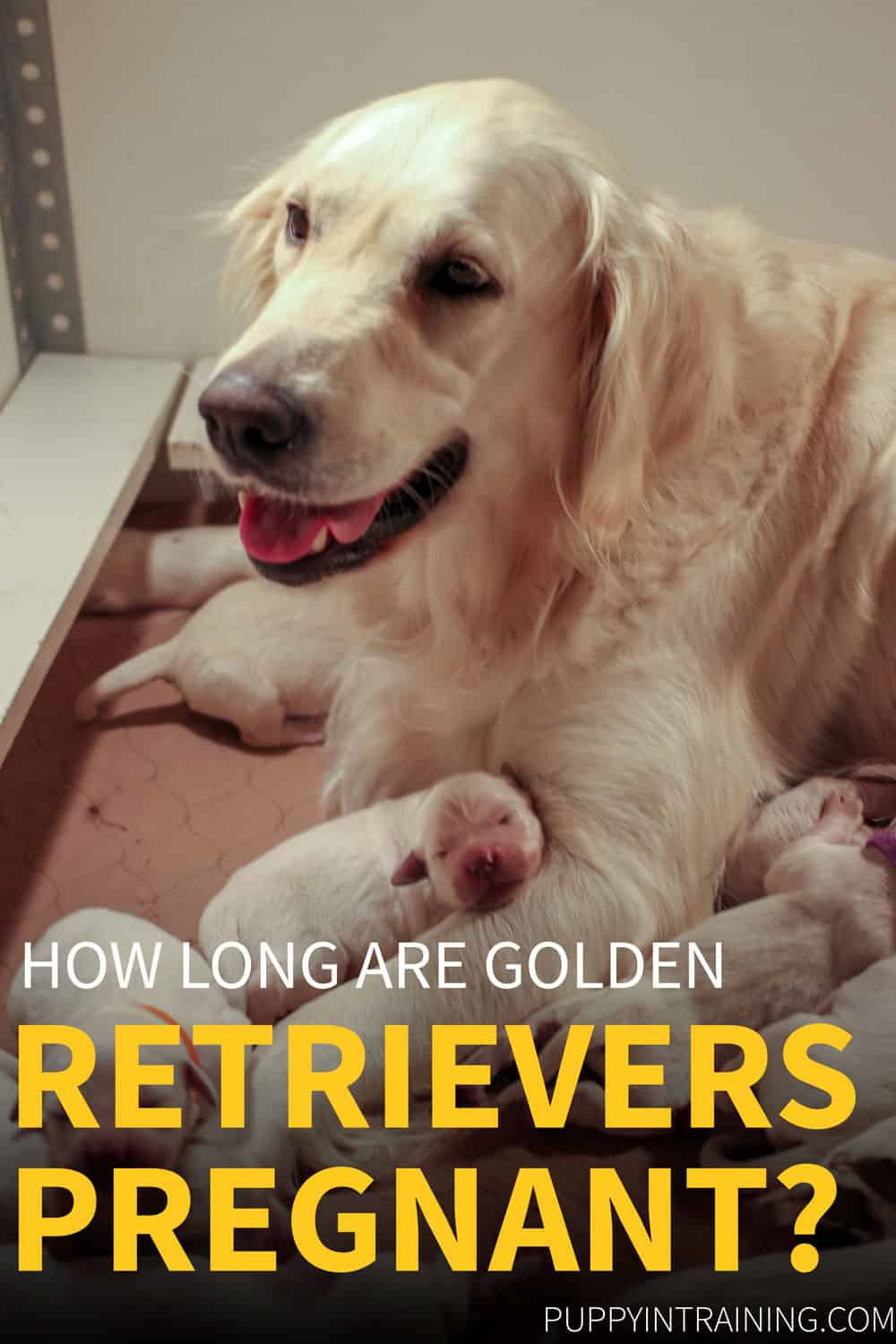 How Long Are Golden Retriever S Pregnant Puppy In Training