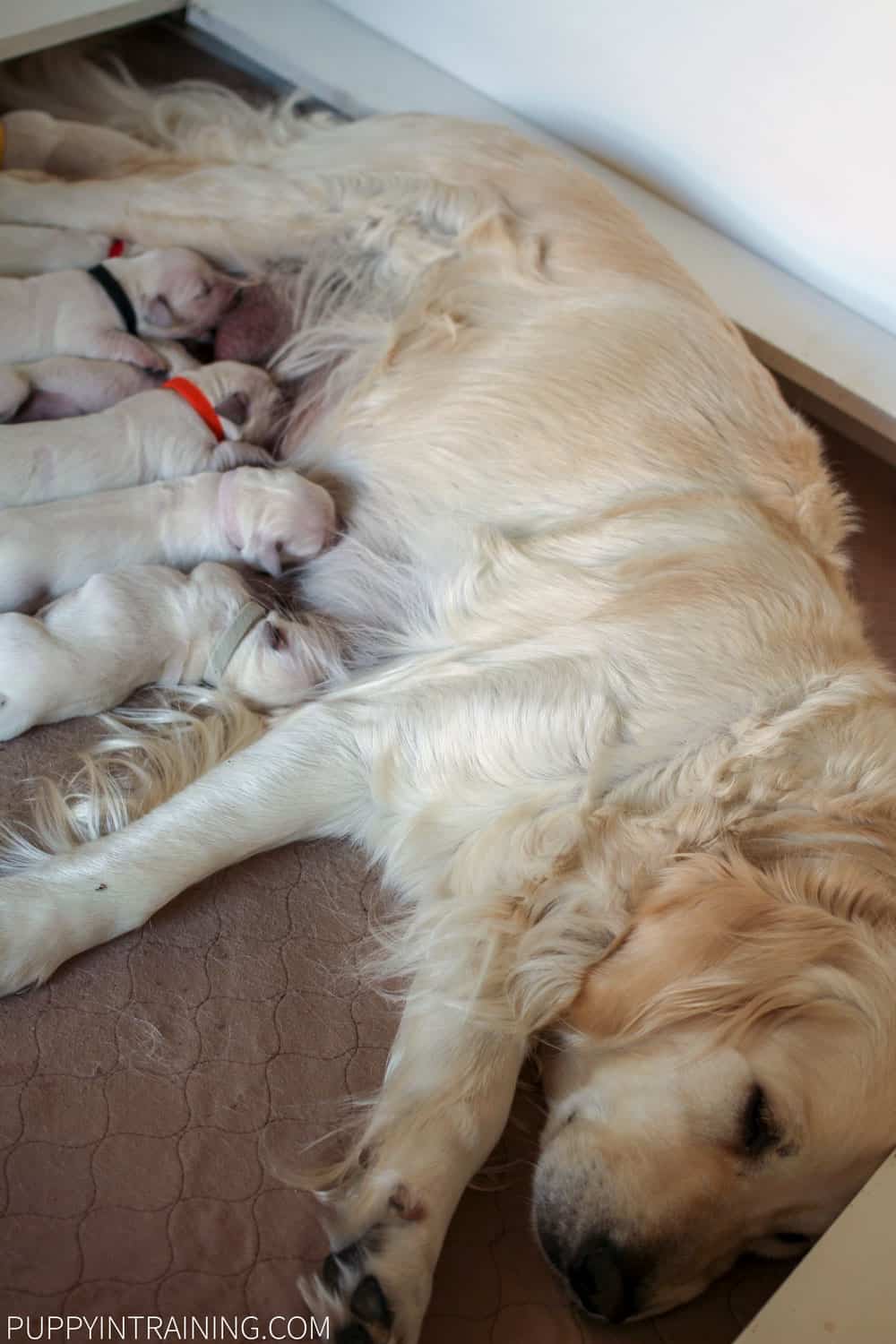 pregnant golden retriever