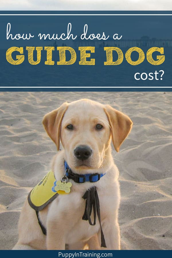 how much does a service dog for the blind cost