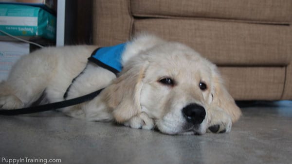 how much does it cost to sponsor a guide dog puppy