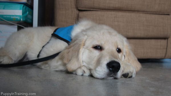 how much does guide dog cost