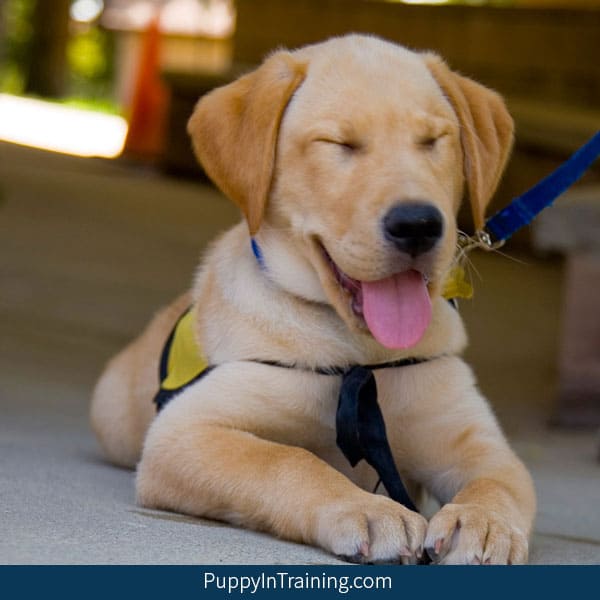 how long does it take to train guide dogs