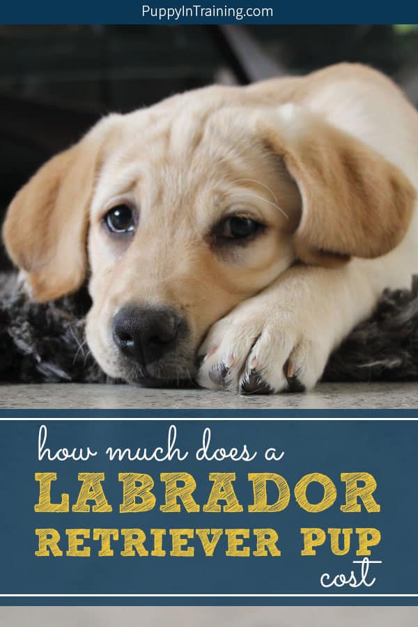 Labrador retriever puppy store cost