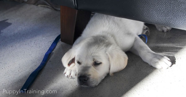 How Much Does A Labrador Retriever Puppy Cost Puppy In Training