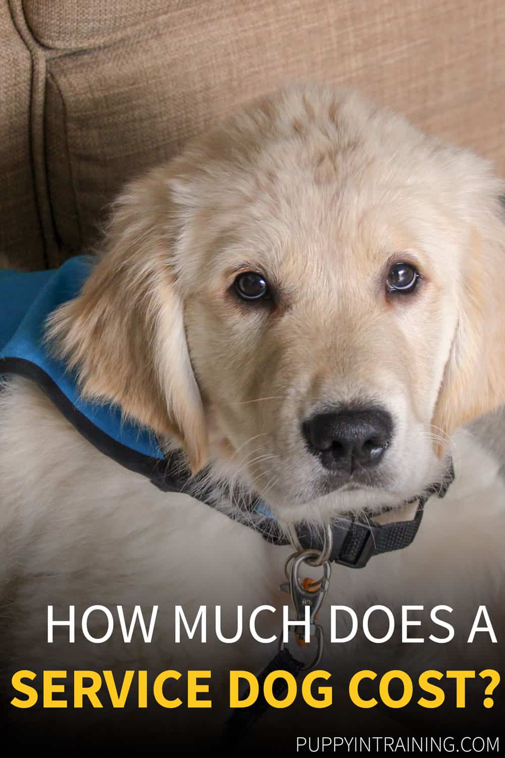 how much to train service dog