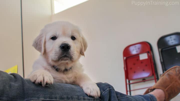 Should puppy sleep in 2024 crate first night home