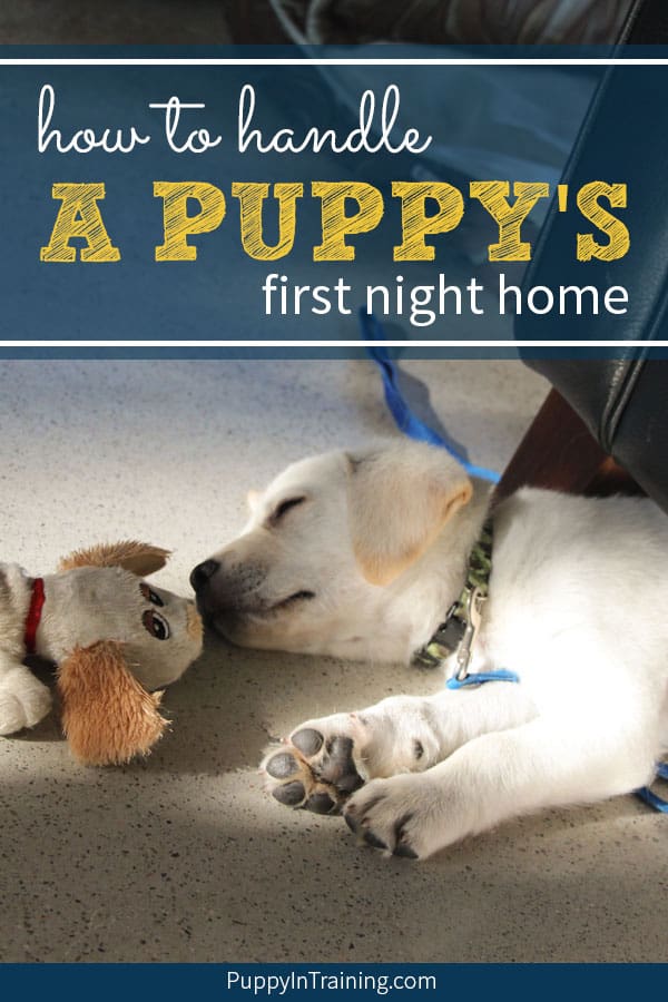 puppys first night home