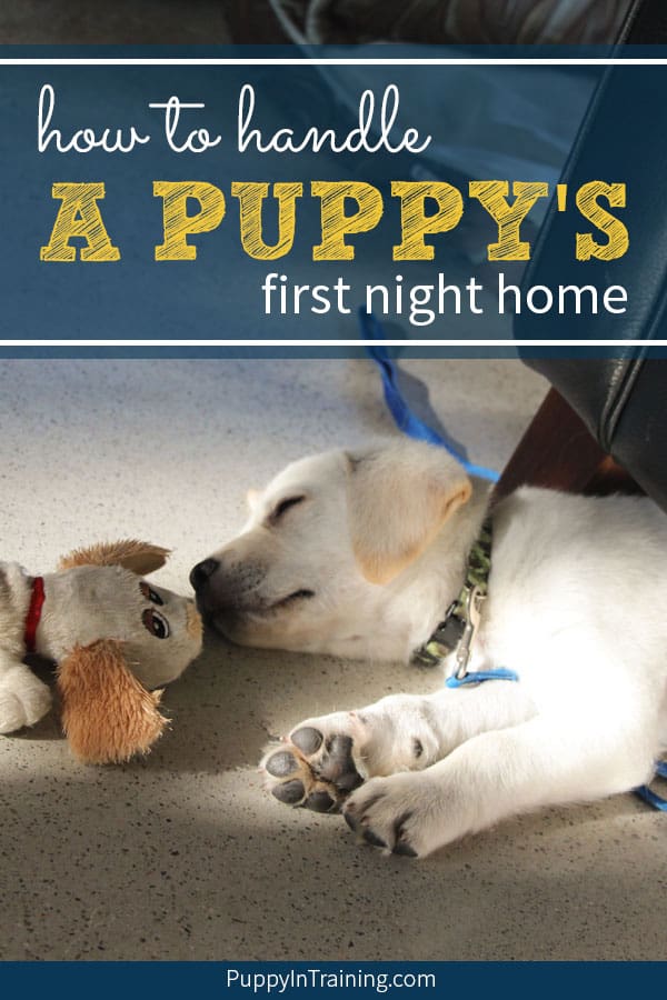 what to do with your puppy at night