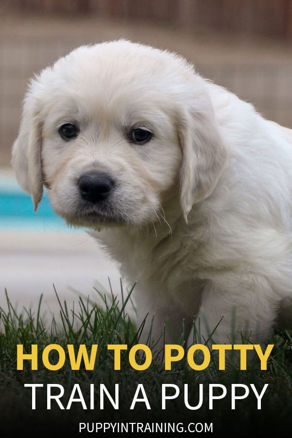 how to house train a puppy dog