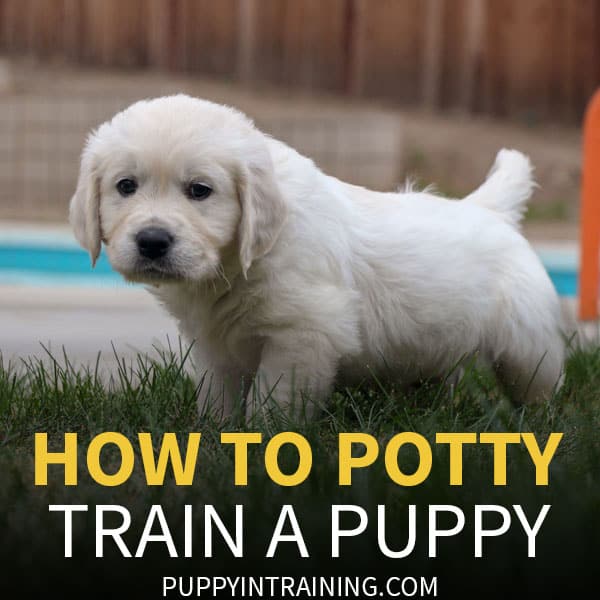 Potty trained puppy peeing in clearance house