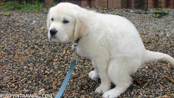 How to potty train best sale a golden retriever puppy