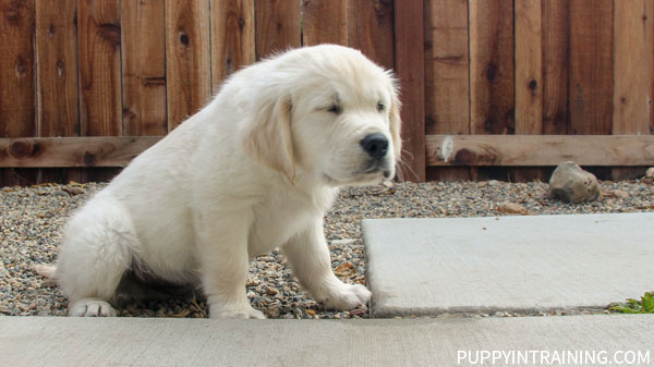 How To Potty Train A Puppy