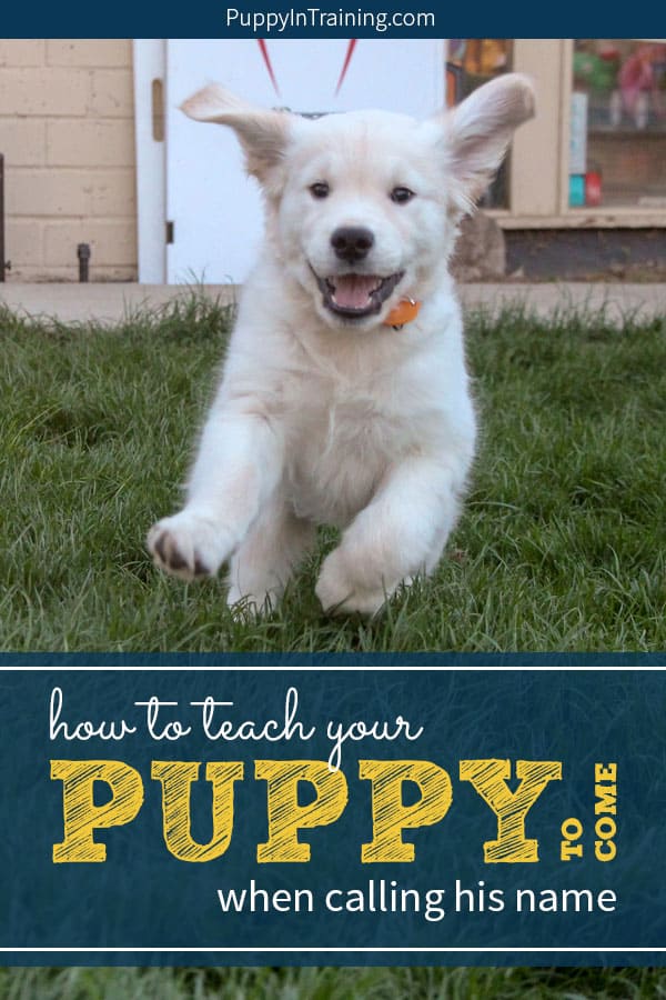 what can i teach my puppy