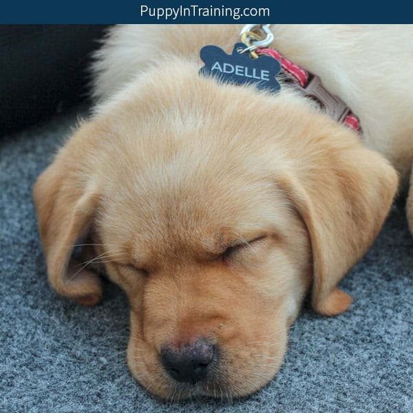 how big is a golden retriever puppy neck