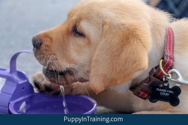 Puppy hates shop leash