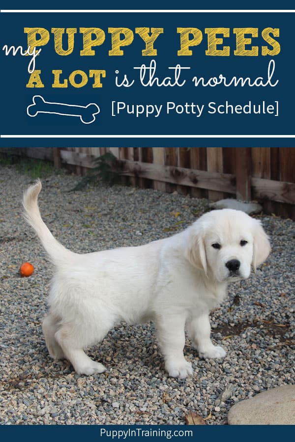 My Puppy Pees A Lot Is It Normal A Puppy Potty Schedule Puppy In Training