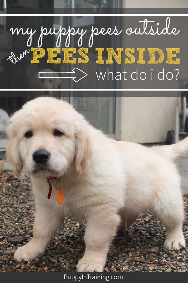 puppy pees outside inside