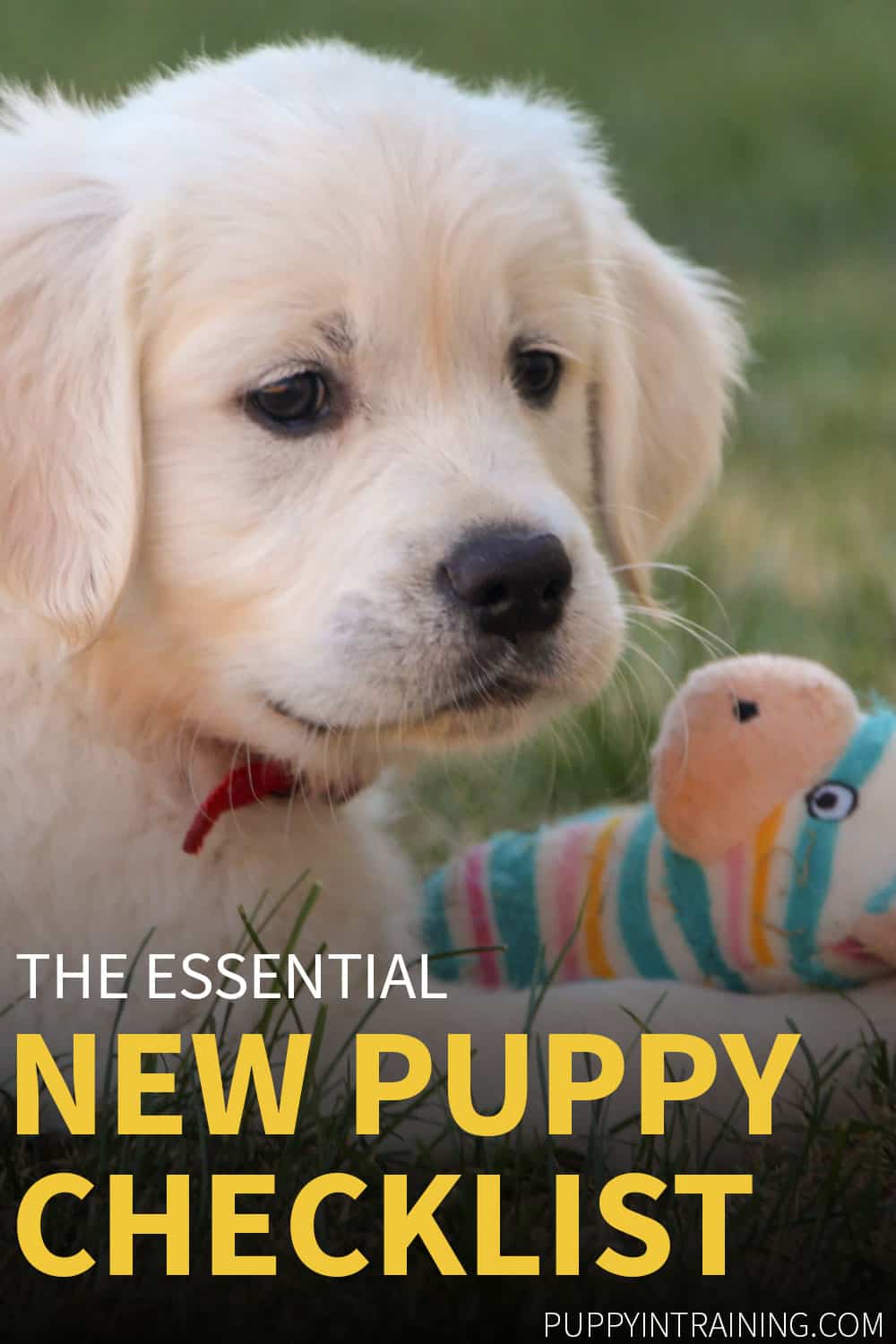 list of puppy essentials