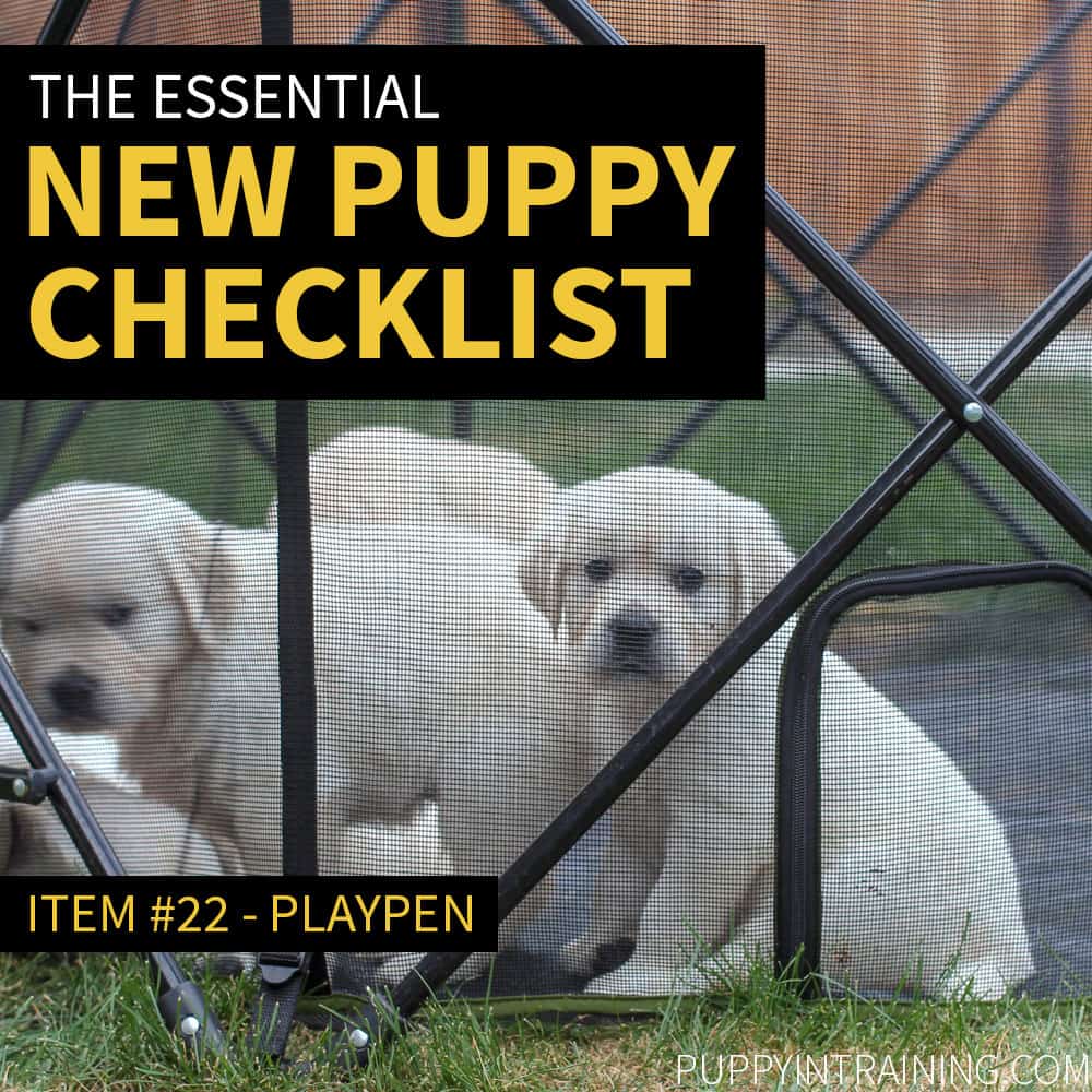 Essential items outlet for new puppy