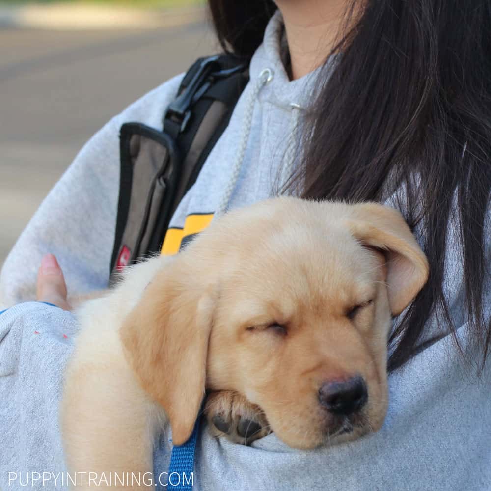 bringing home a labrador puppy