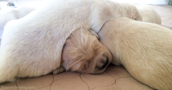 cute golden retriever puppy sleeping