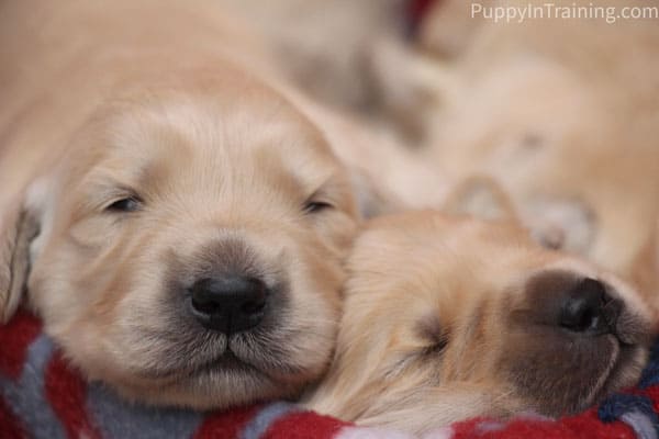 Our Litter Of Golden Retriever Pups Week 2 Puppy In Training