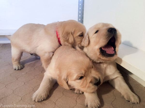 how much should a 3 week old golden retriever weigh