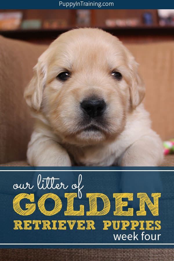 Golden retriever hotsell puppy not eating