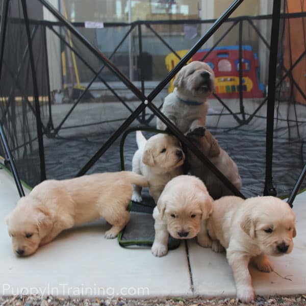 onbekend gids climax Our Litter Of Golden Retriever Pups - Week 4 - Puppy In Training